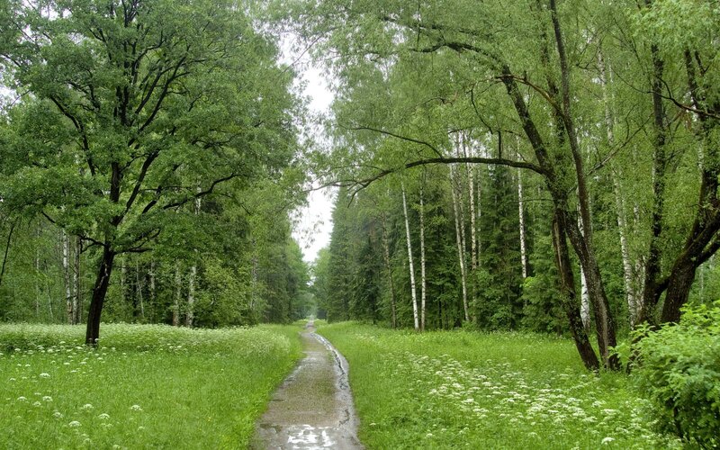 Wet Path in Forest — Green