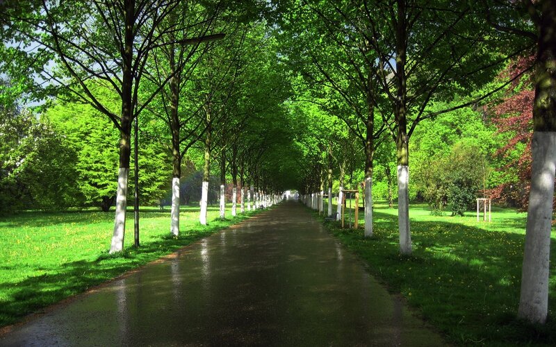 Wet Path in Park