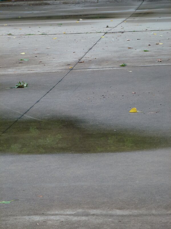 wet pavement with leaves