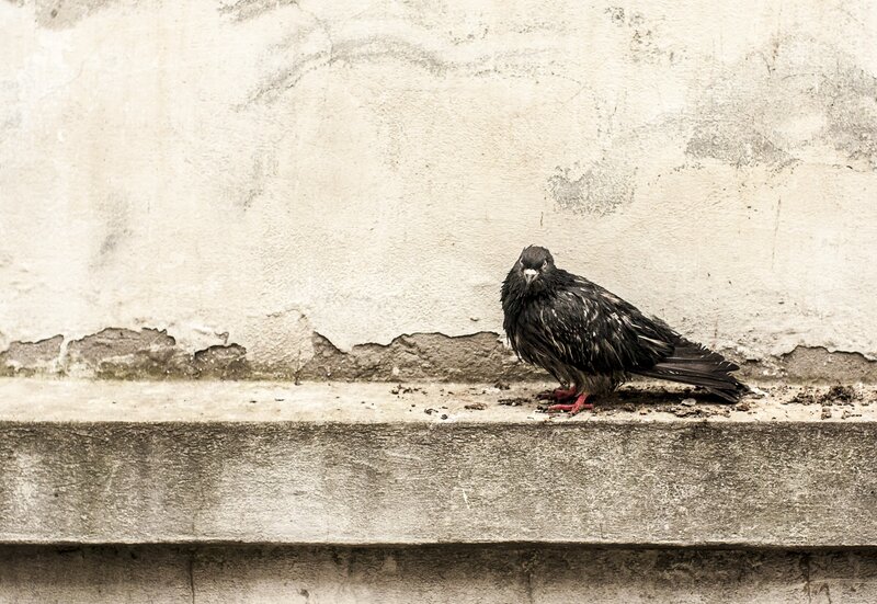 wet pigeon on concrete ledge