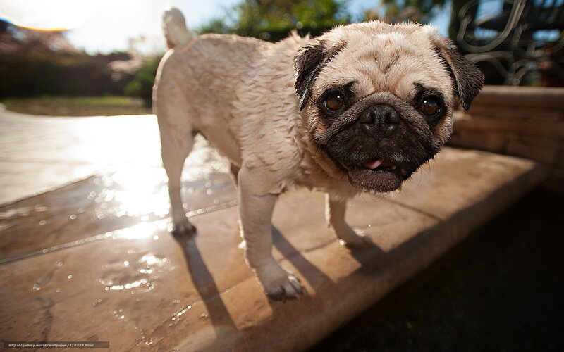 wet pug dog outdoors