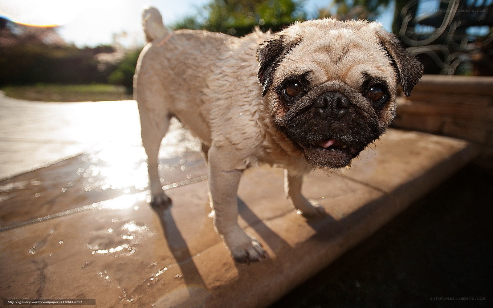 wet pug dog outdoors