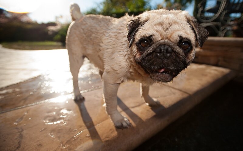 Wet Pug Dog