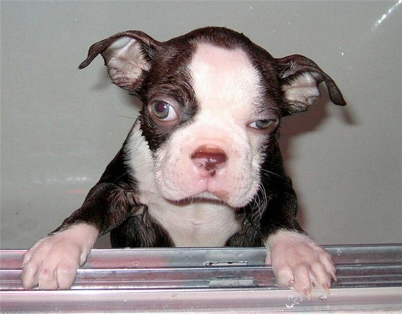 wet puppy in bathtub