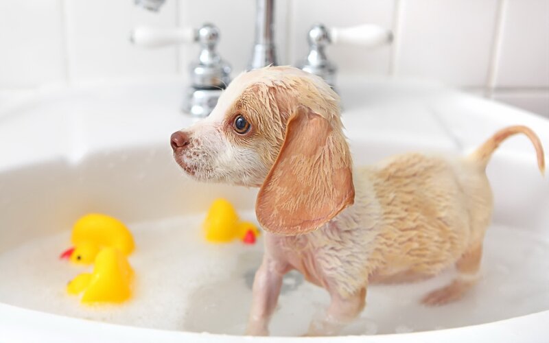 Wet Puppy in Sink — White