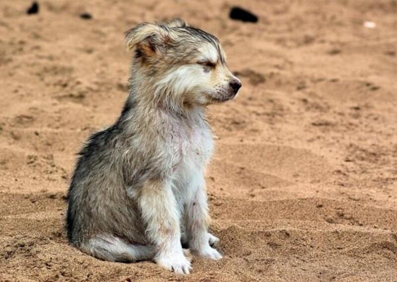 Wet Puppy on Sand — Brown