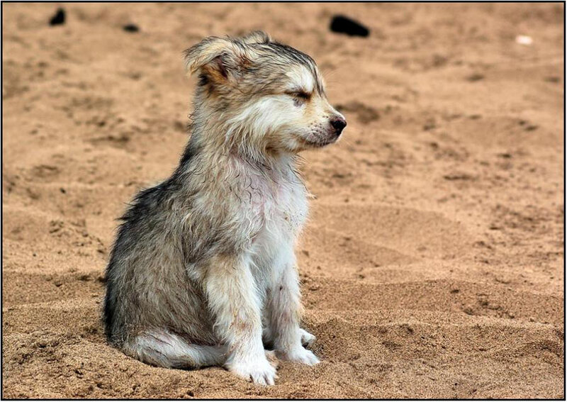 Wet Puppy on Sand