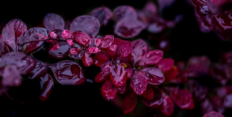 Wet Purple Leaves