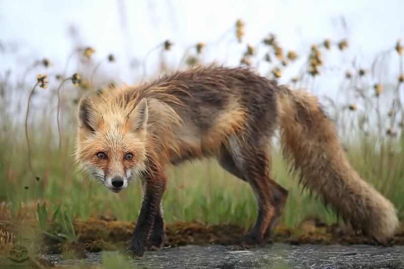 Wet Red Fox