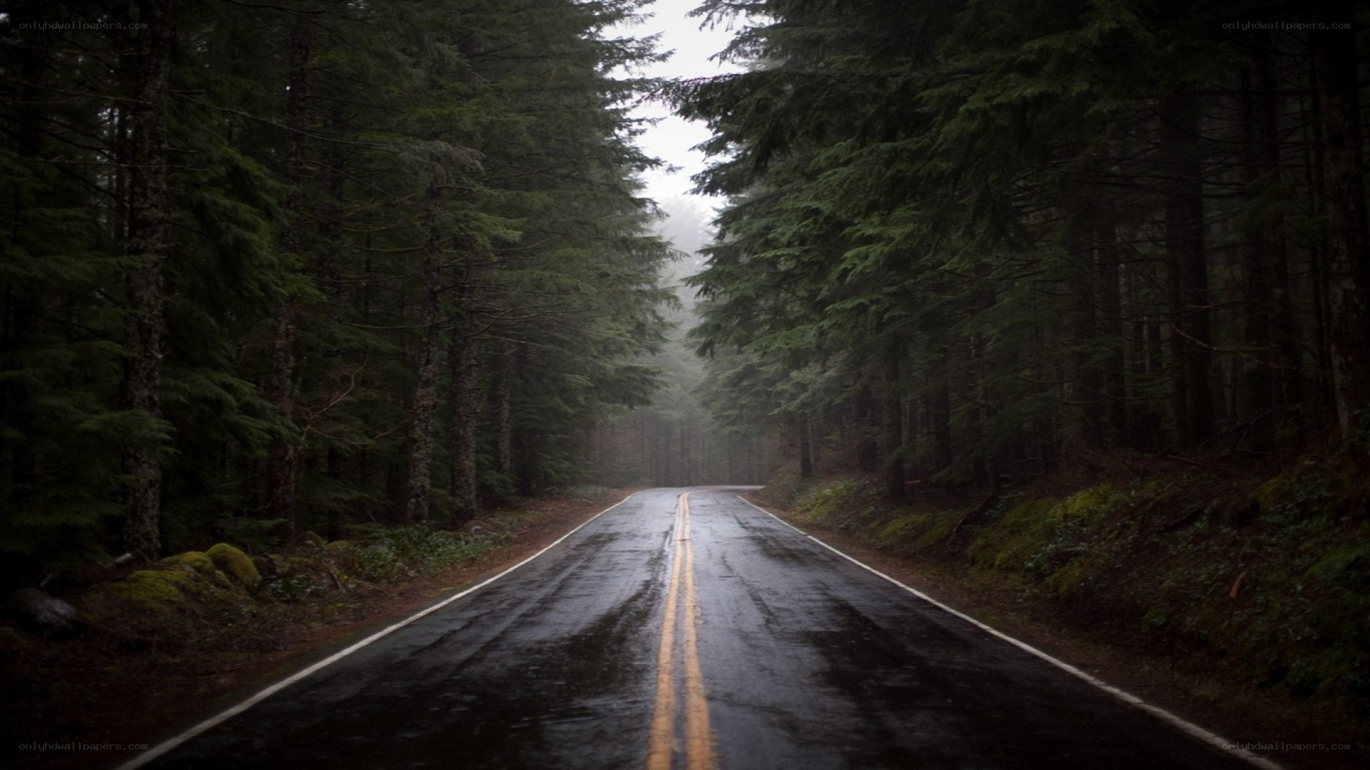 Wet road in a misty forest