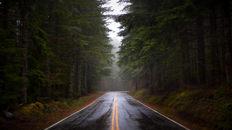 Wet road in a misty forest