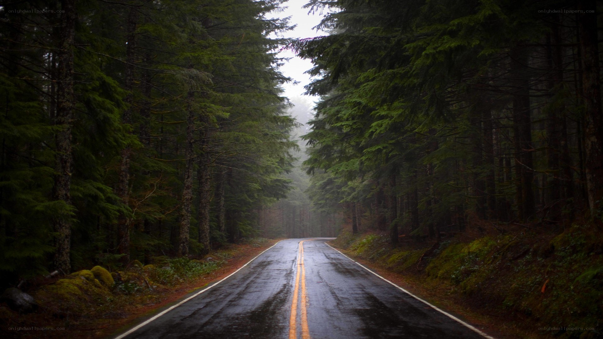 Wet road in a misty forest