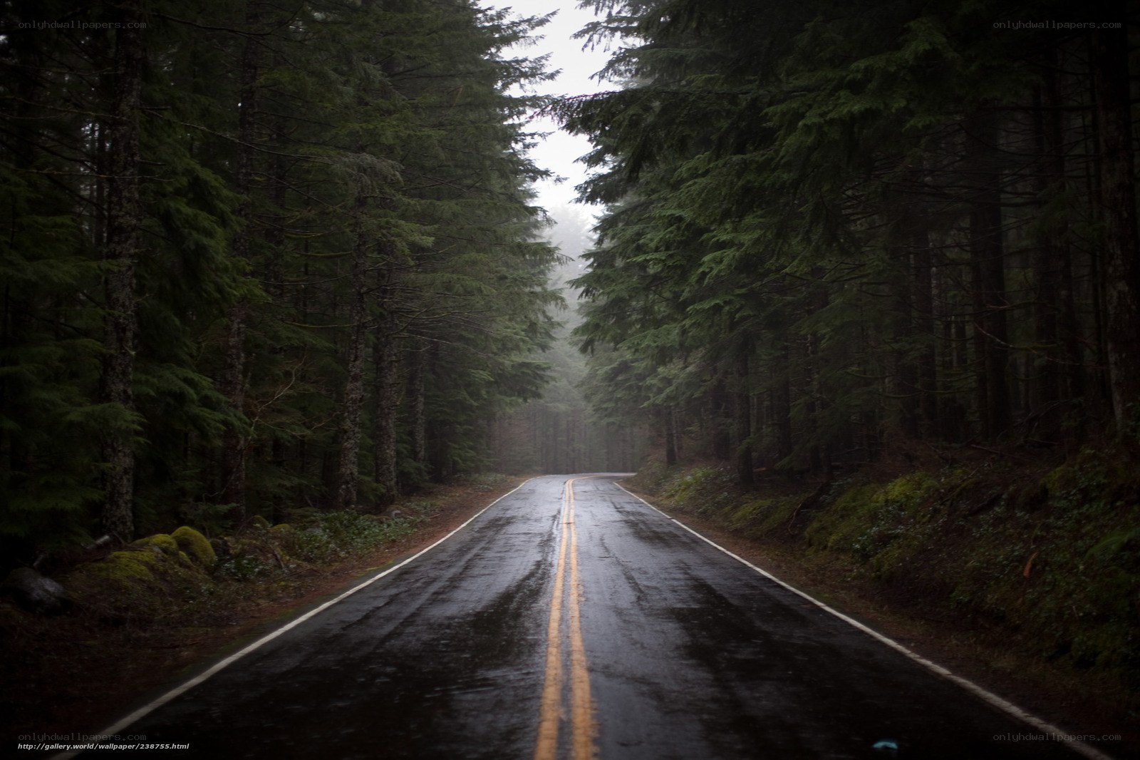 Wet road in a misty forest