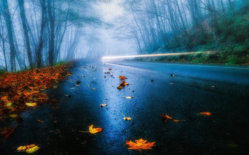 Wet Road in Autumn Forest — Blue