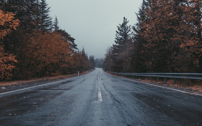 Wet Road in Autumn Forest — Gray