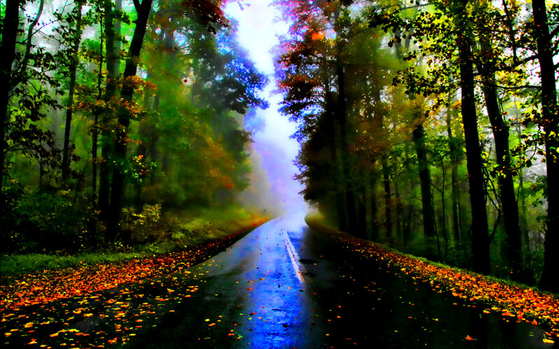 Wet Road in Autumn Forest