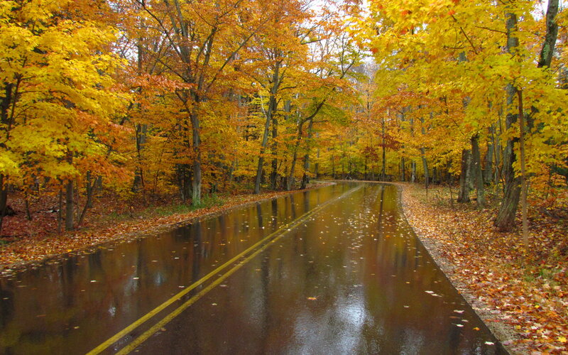 Wet Road in Autumn Forest — Yellow