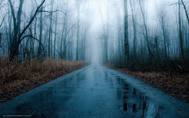Wet Road in Foggy Forest — Blue, Dreary