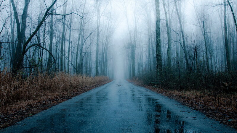 Wet Road in Foggy Forest — Blue