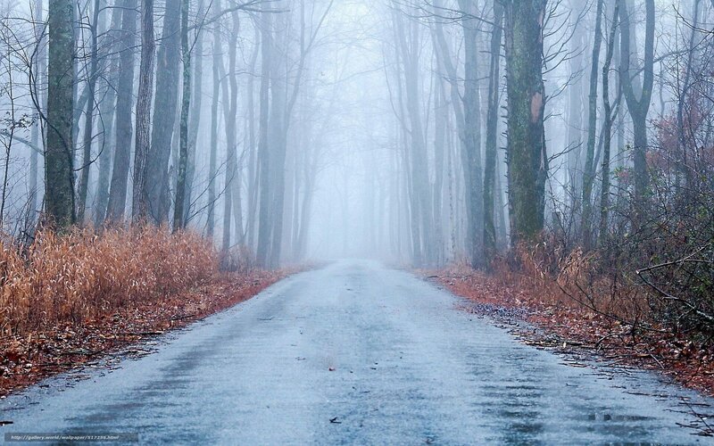 Wet Road in Foggy Forest — Gray, Misty