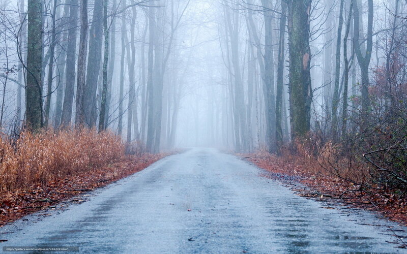Wet Road in Foggy Forest — Gray