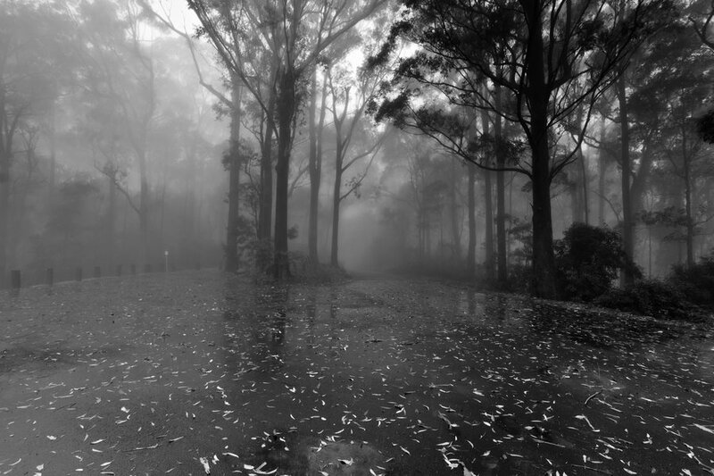 Wet Road in Foggy Forest