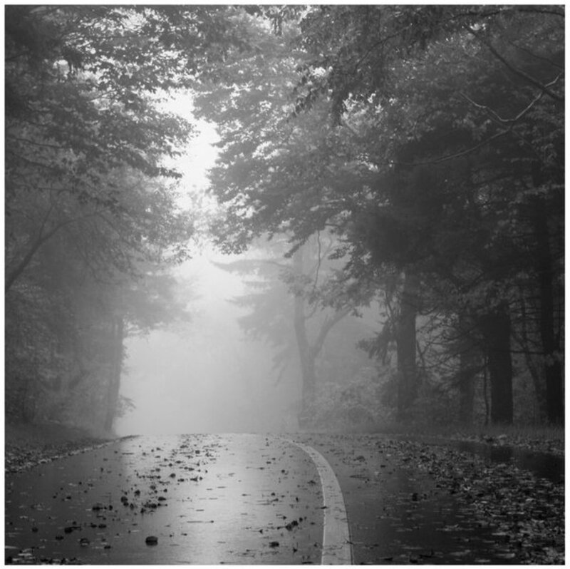 Wet Road in Forest — Black