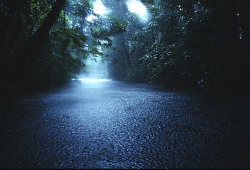 Wet Road in Forest — Blue