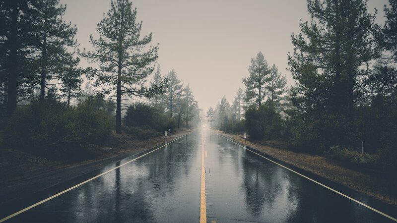 Wet Road in Forest — Gray, Moody, Morning, Photograph, Trees