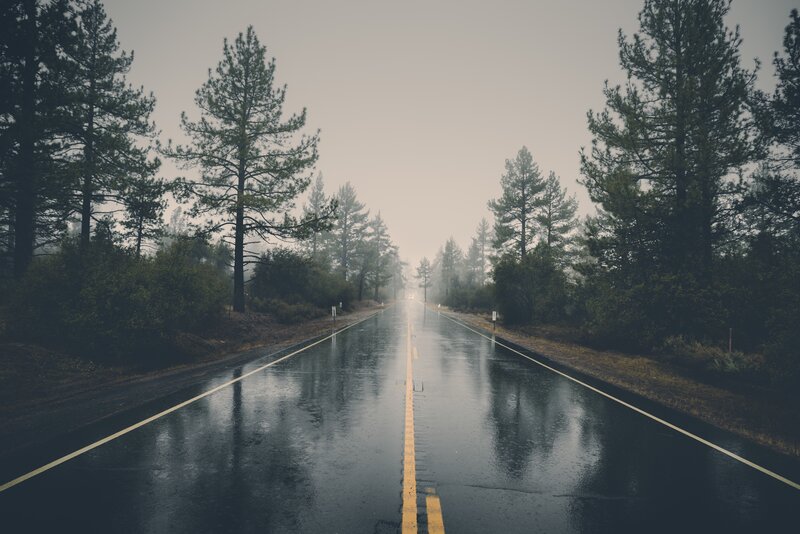 Wet Road in Forest — Gray, Moody