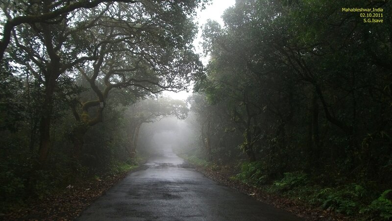 Wet Road in Forest — Green, Misty
