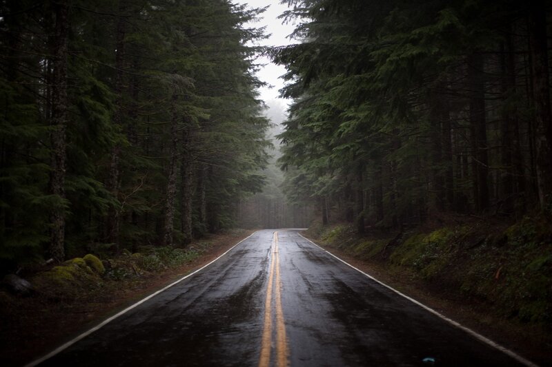 Wet Road in Forest — Green, Moody, Morning, Photograph, Trees