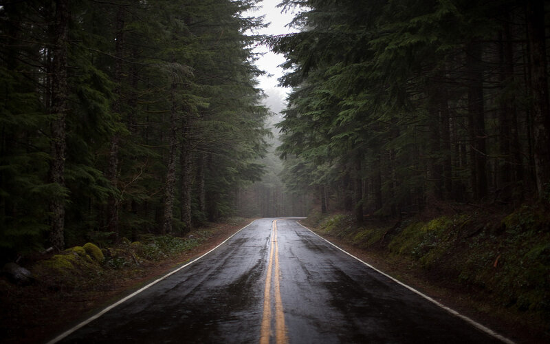Wet Road in Forest — Green, Moody, Morning
