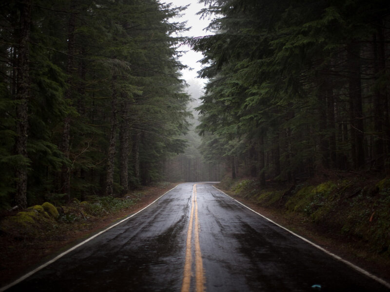 Wet Road in Forest — Green, Moody