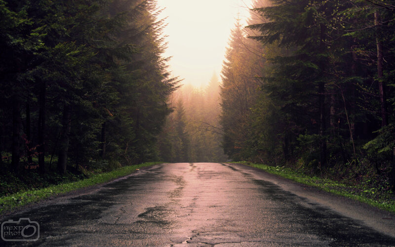 Wet Road in Forest — Green, Serene, Morning