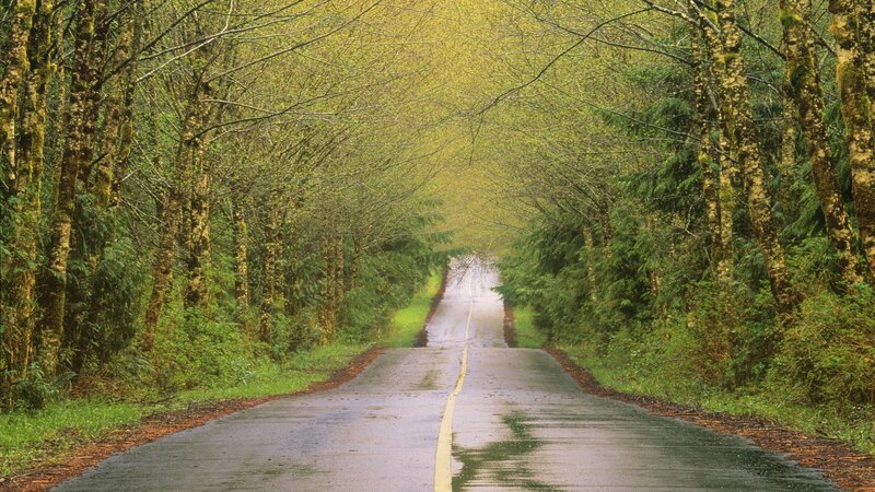 Wet Road in Forest — Green, Serene, Spring, Photograph