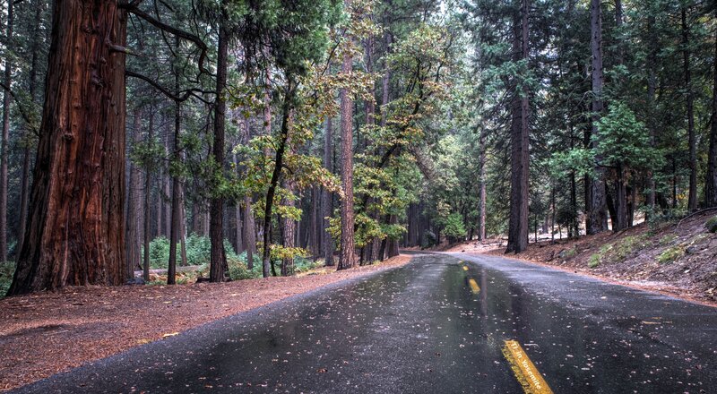Wet Road in Forest — Green, Serene