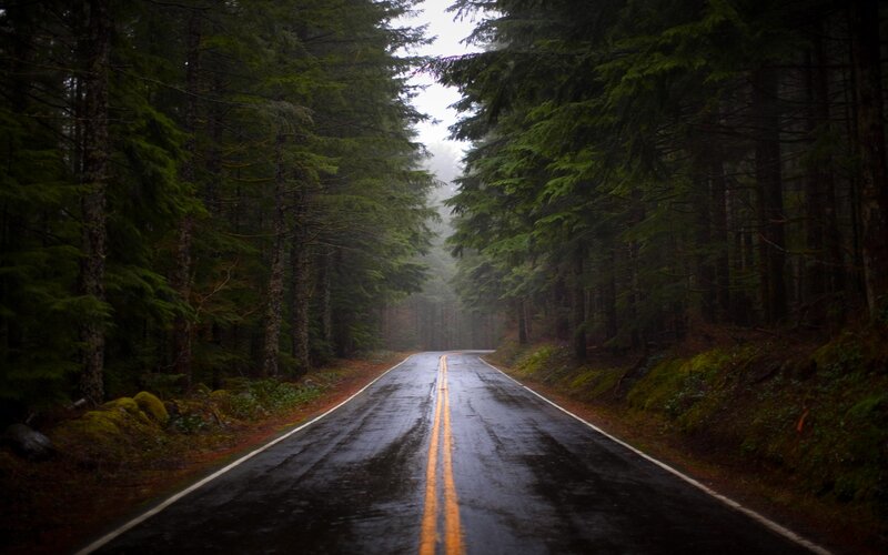 Wet Road in Forest — Green
