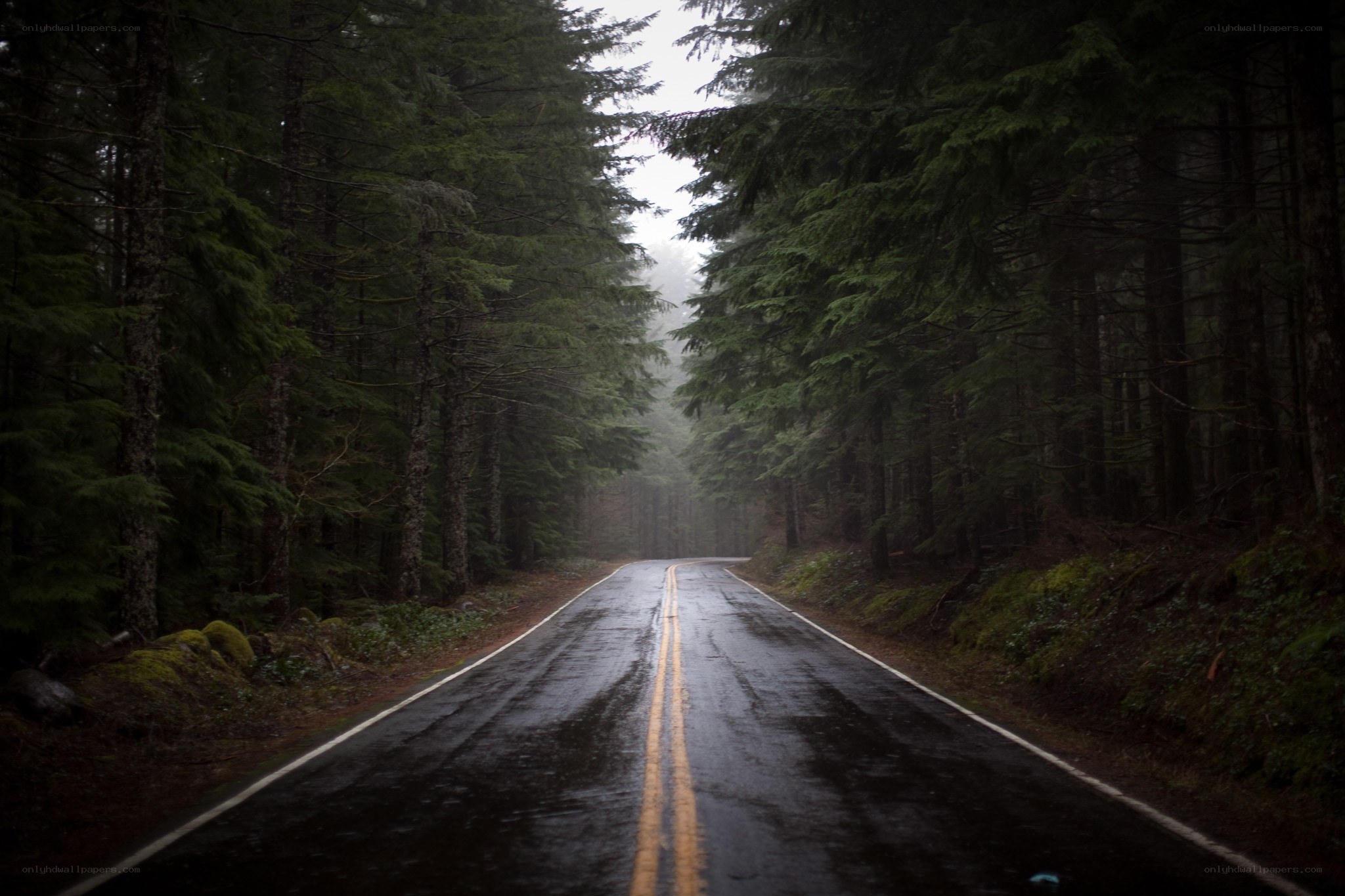 Wet road in misty forest