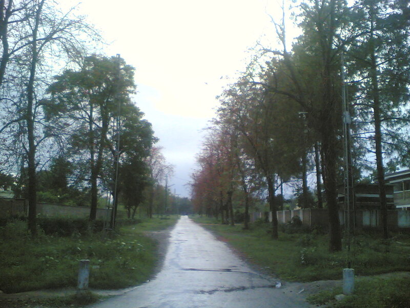 Wet Road Lined with Trees