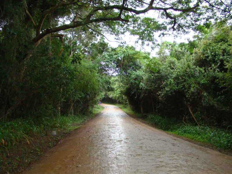 wet road through forest canopy