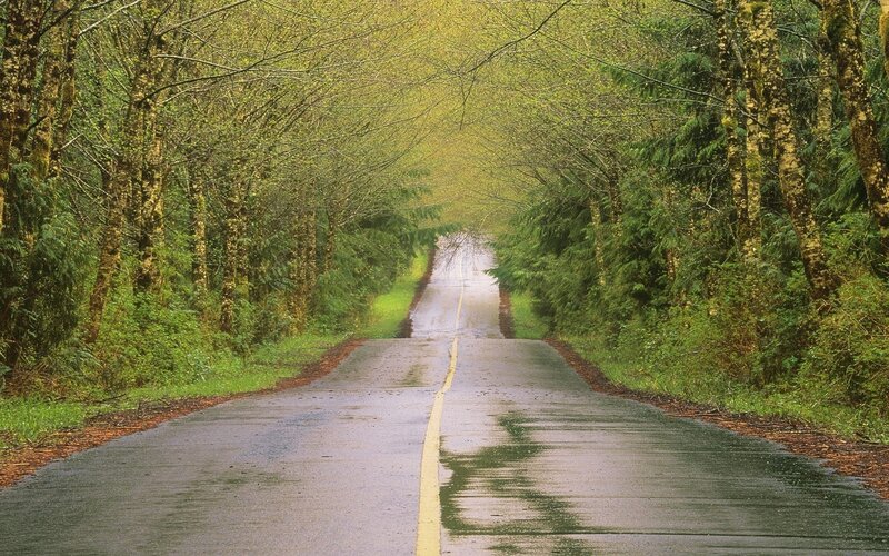 Wet road through forest tunnel