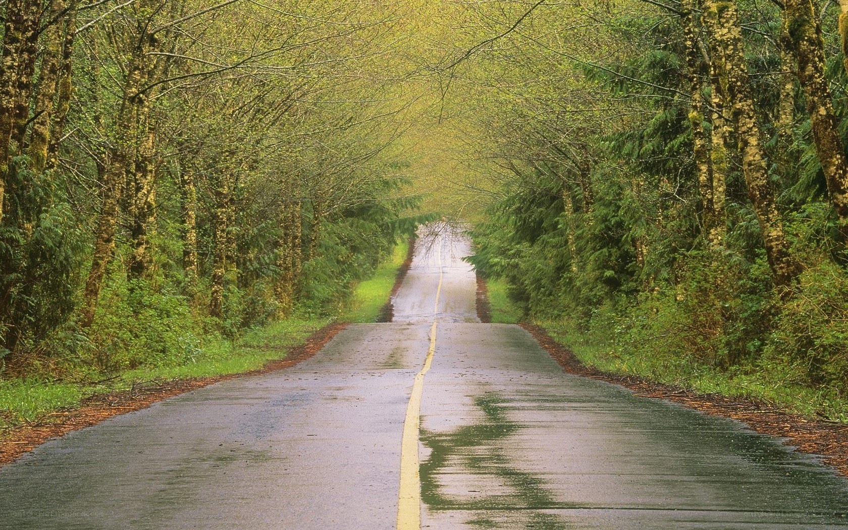 Wet road through forest tunnel