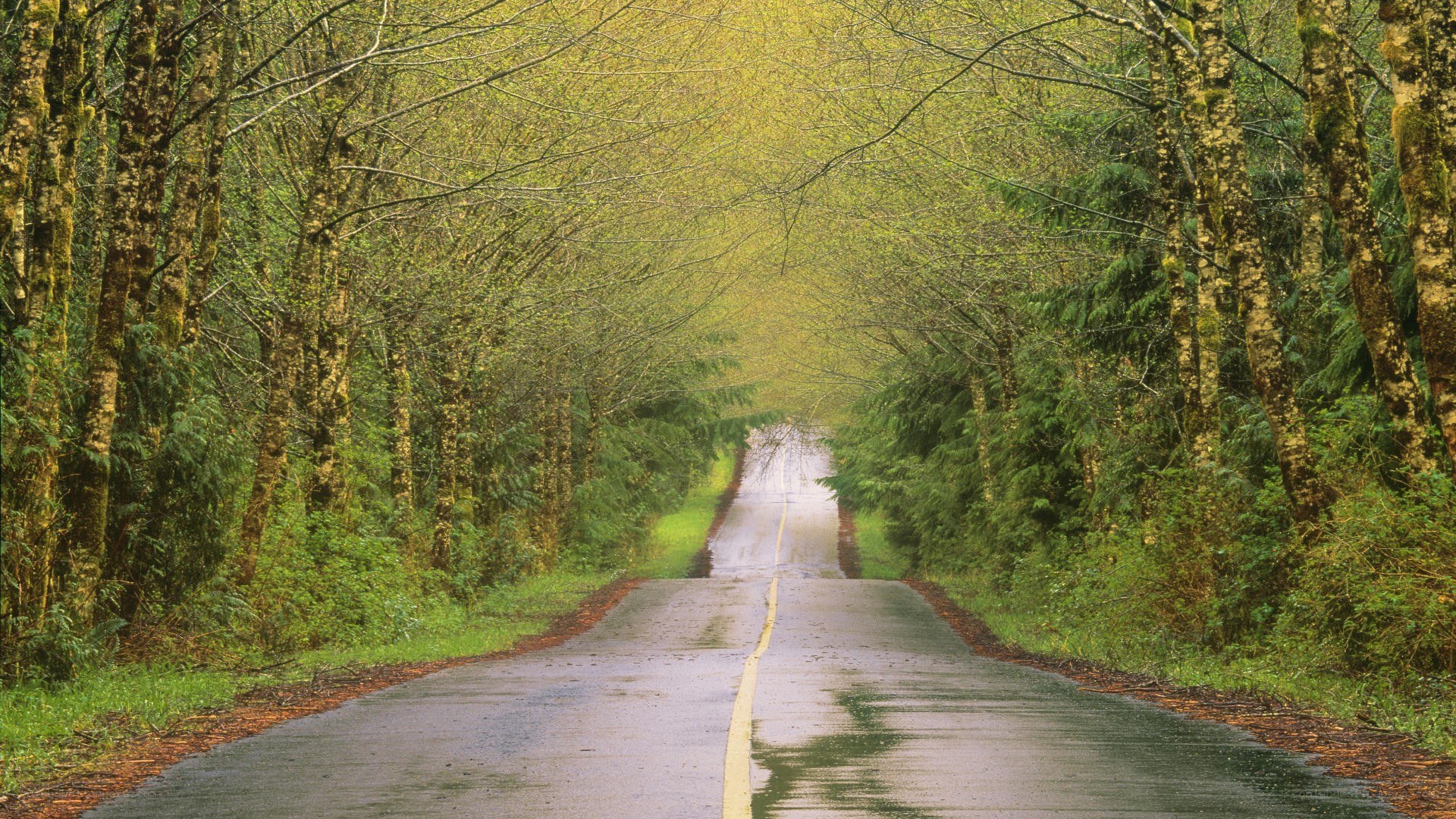 Wet road through forest tunnel