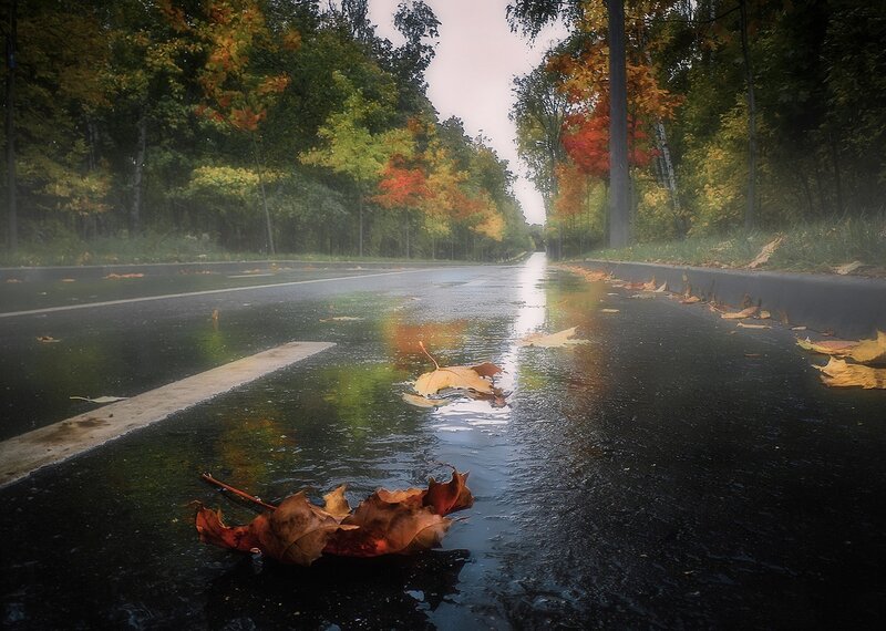 Wet Road with Autumn Leaves