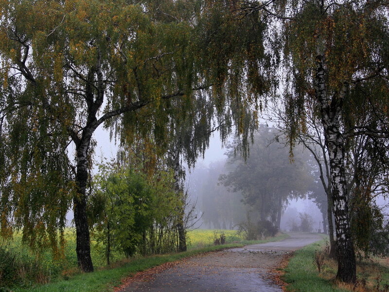 Wet Road with Birch Trees