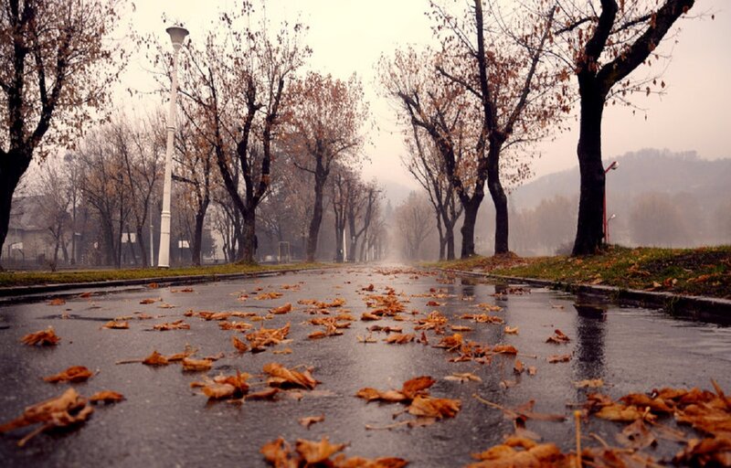 Wet Road with Fallen Leaves — Brown