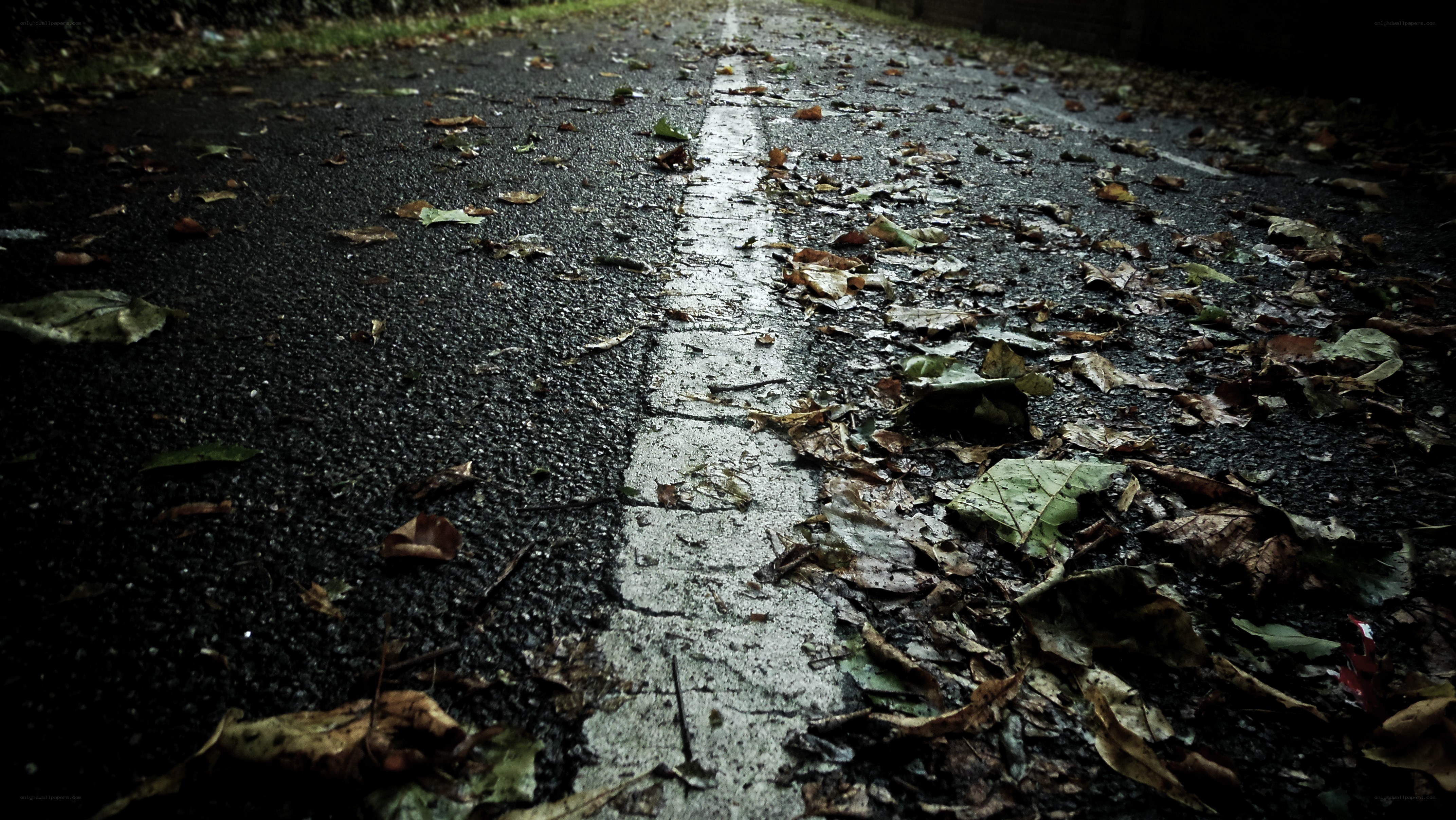 wet road with fallen leaves