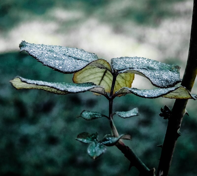 Wet Rose Leaves
