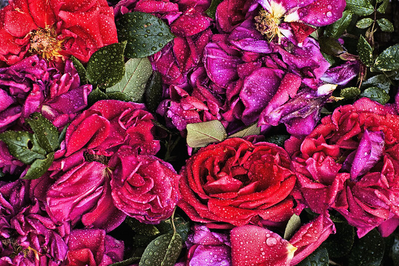 Wet Roses and Leaves